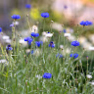 Meet your Posher, Jaila rasheal